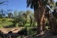 Beautiful creek in Shoshone Wetlands. Shoshone, California.