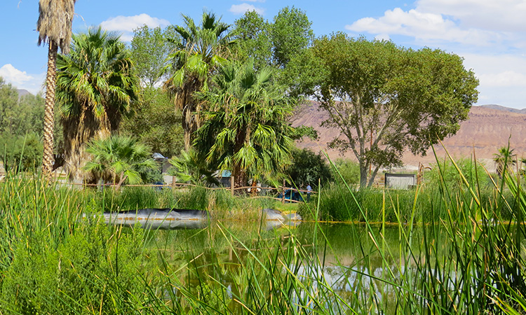 Shoshone Campground