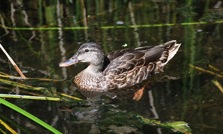 Duck in Shoshone Campground