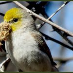 Shoshone Birding