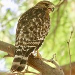 Shoshone Birding