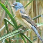 Shoshone Birding